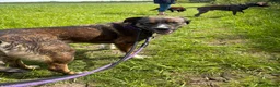 Mixed Breed dogs for adoption: BLOSSOM 🌸  - Advert 3