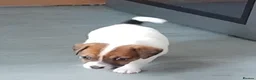 Jack Russell dogs for sale: Jack Russell puppies  - Advert 15