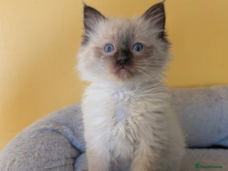 Ragdoll cats Gorgeous Ragdoll Kittens - Advert 5