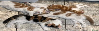 Mixed Breed 4