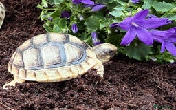 Tortoise reptiles for sale: Baby Marginateds tortoises for sale. Ready now  - Image 5