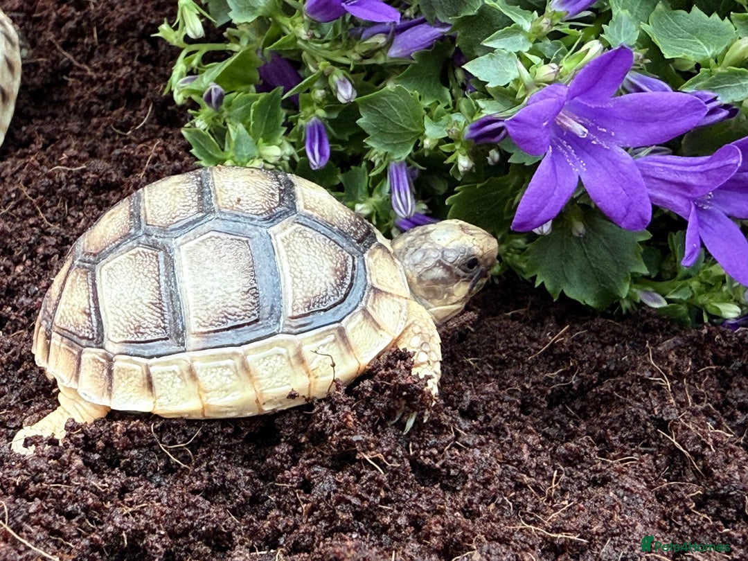 Tortoise reptiles for sale: Baby Marginateds tortoises for sale. Ready now  - Image 5