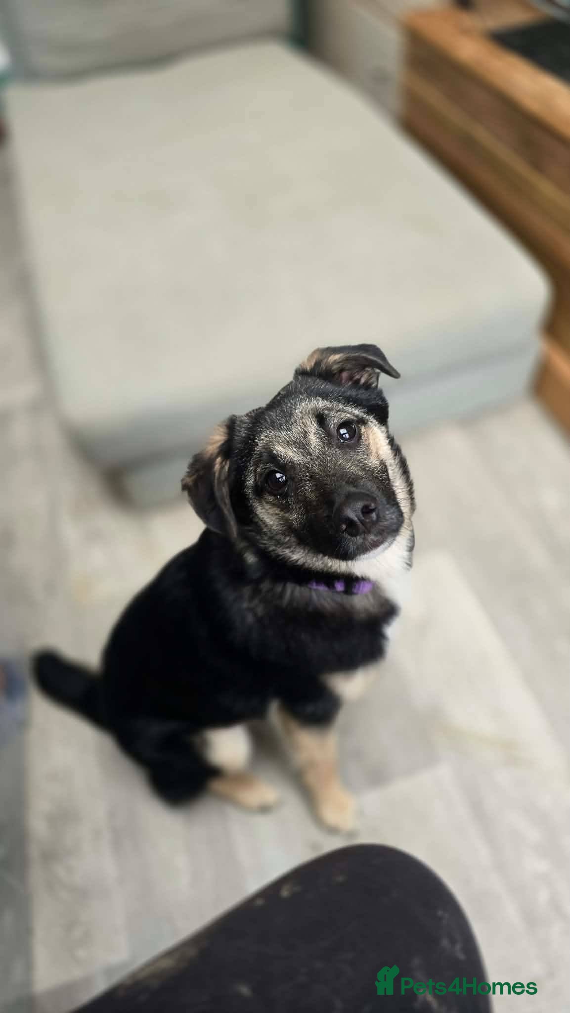 Mixed Breed dogs Rocky for adoption - Advert 1