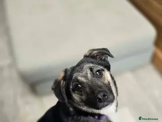 Mixed Breed dogs Rocky for adoption - Advert 1