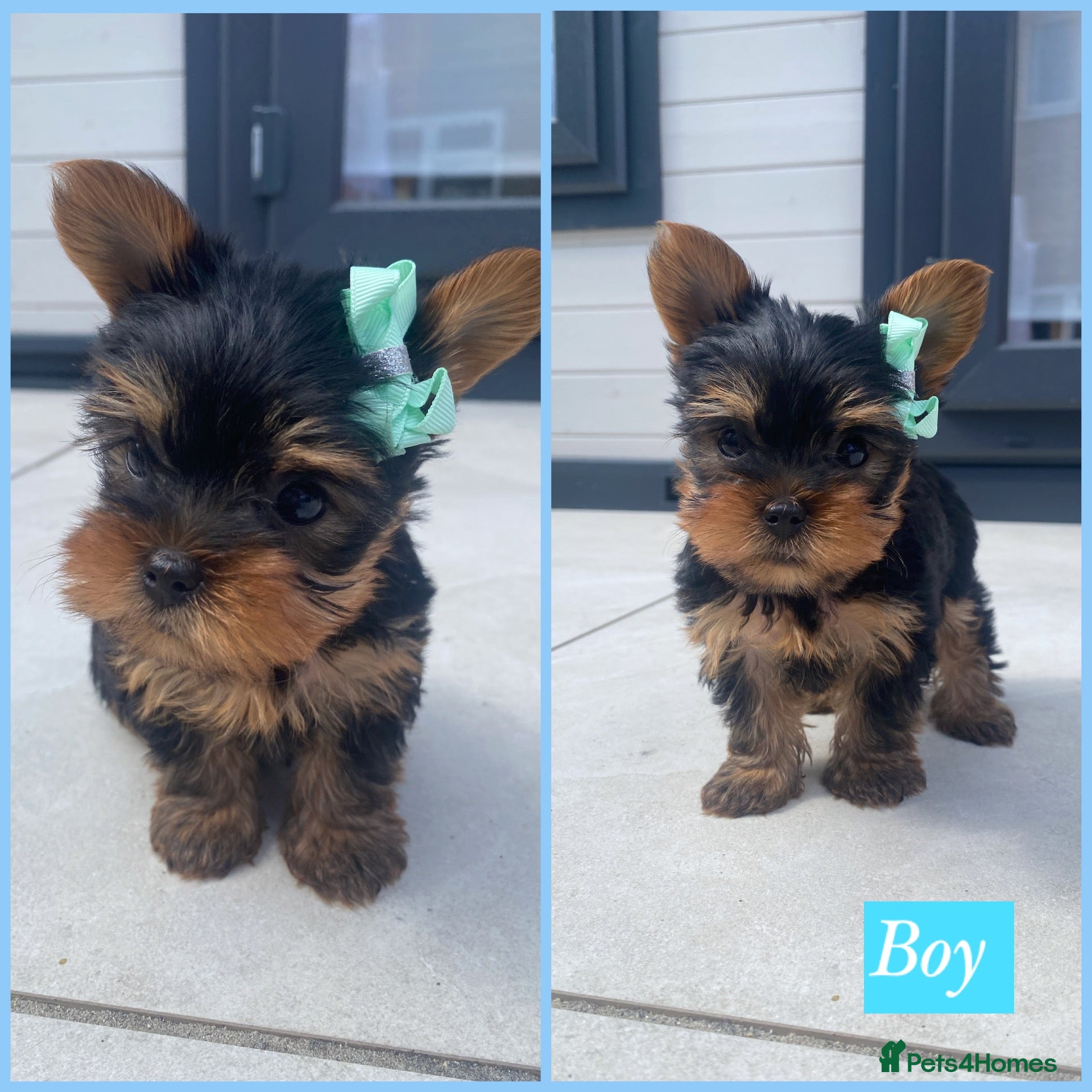 Yorkshire Terrier dogs 1 Male Pure Breed Yorkie puppy left  - Advert 11