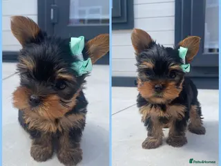 Yorkshire Terrier dogs 1 Male Pure Breed Yorkie puppy left - Advert 11