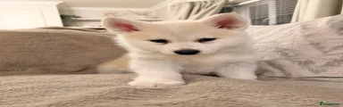 Pomsky Puppy 4