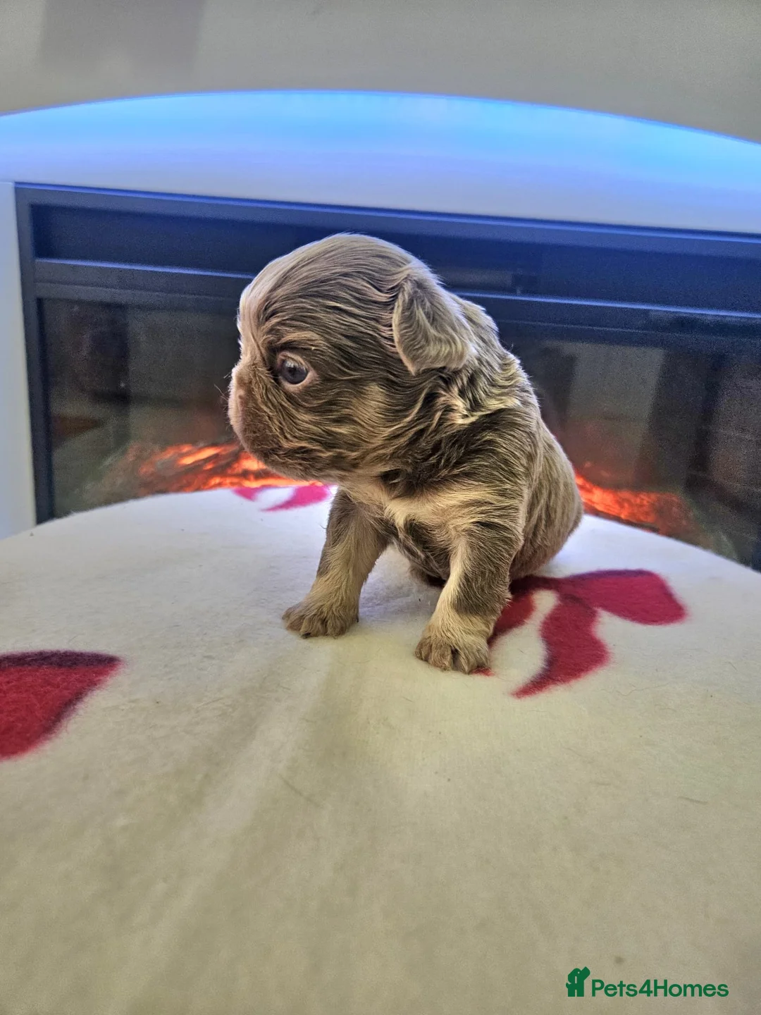 French Bulldog dogs for sale: Beautiful kc fluffy panda french bulldogs - Advert 19