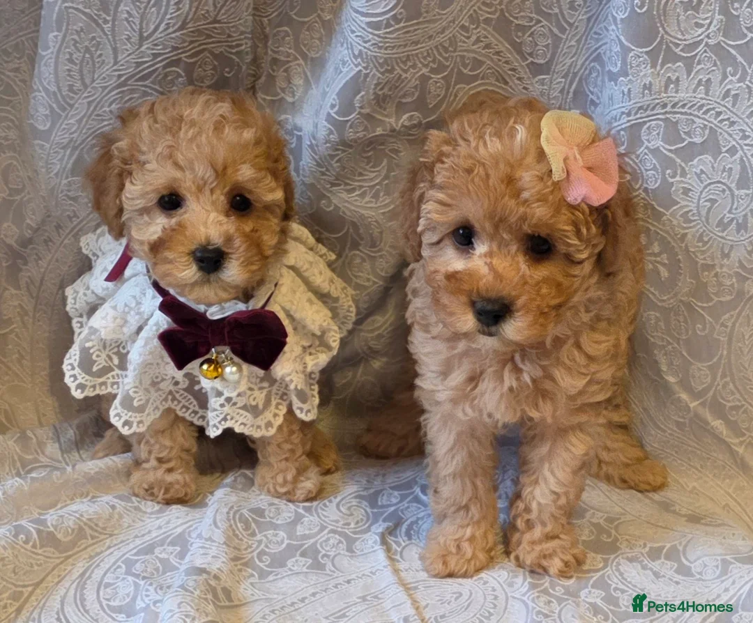 Miniature Poodle dogs for sale: four beautiful little red poodle girls - Advert 16