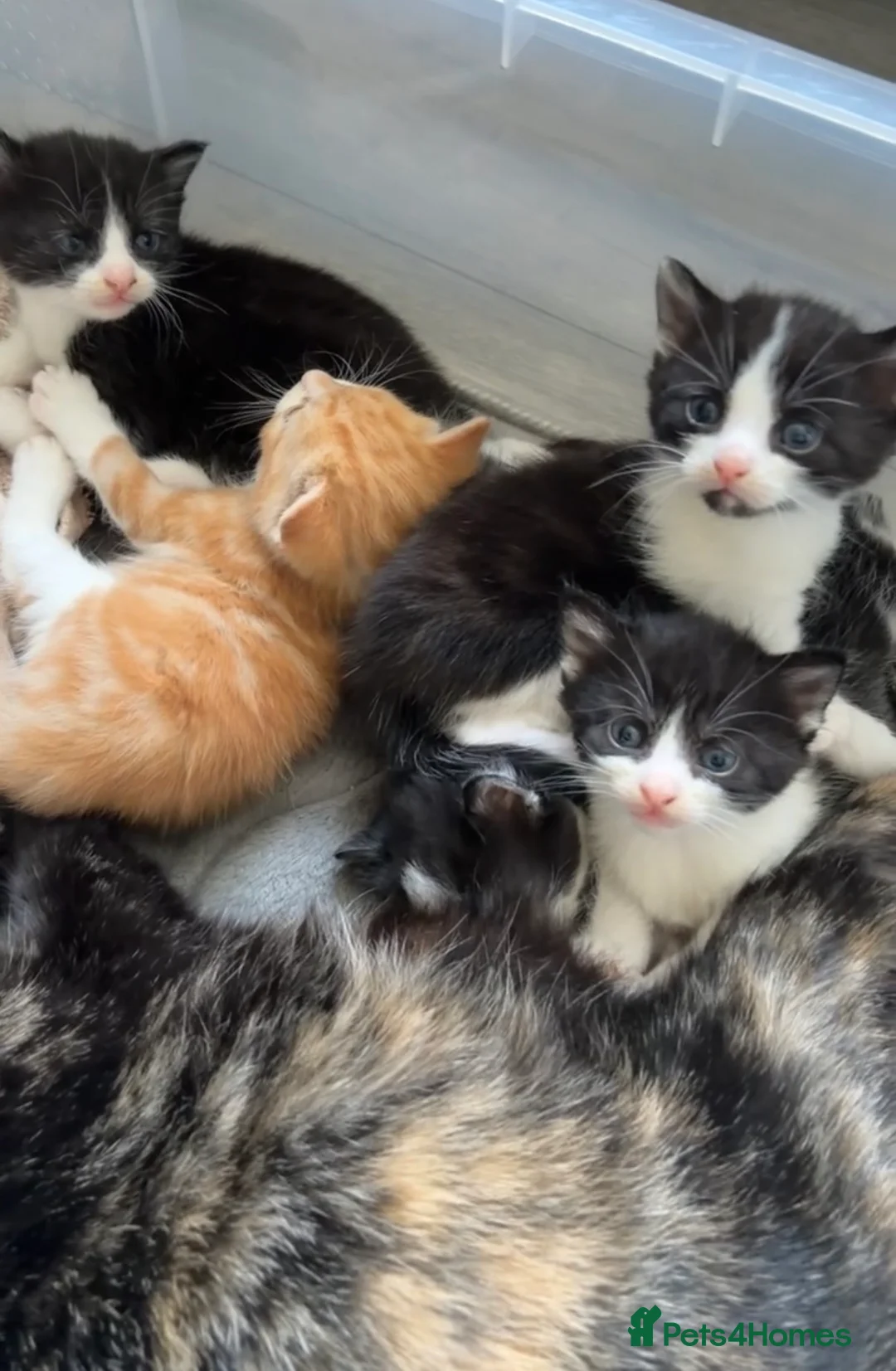 Domestic Shorthair cats for sale: 4 Tuxedos domestic shorthair  in Birmingham - Advert 4