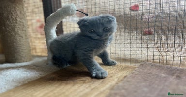 British Shorthair cats - Advert 1