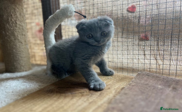 British Shorthair cats - Advert 1