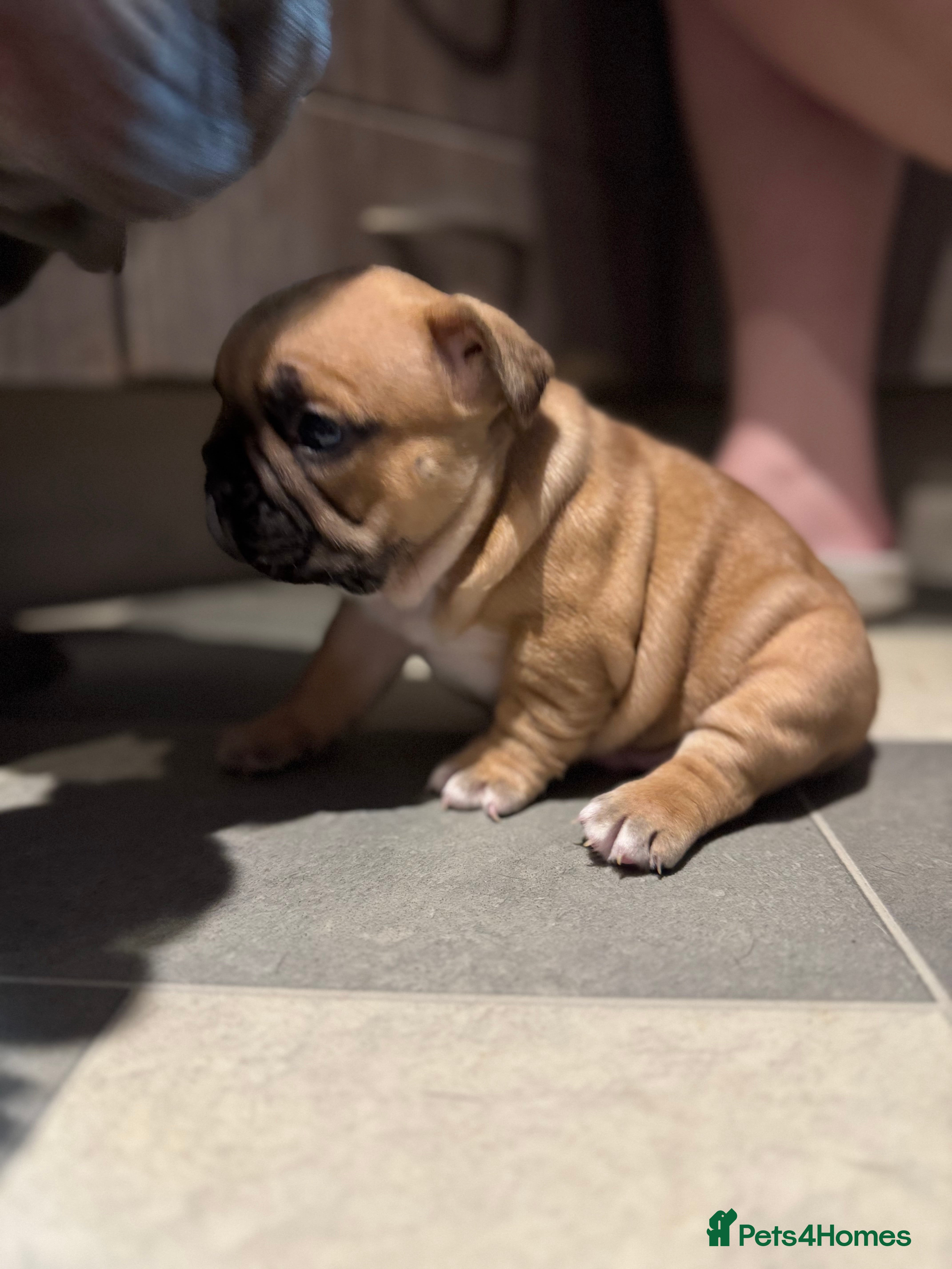 French Bulldog dogs Amazing chunky French bulldog pups  - Advert 2