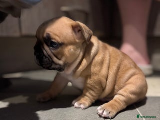 French Bulldog dogs Amazing chunky French bulldog pups - Advert 2