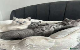 British Shorthair cats for sale: British shorthair kittens - Image 7