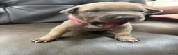 Mixed Breed dogs for sale: Belgium malinios x cane corso mix - Advert 13