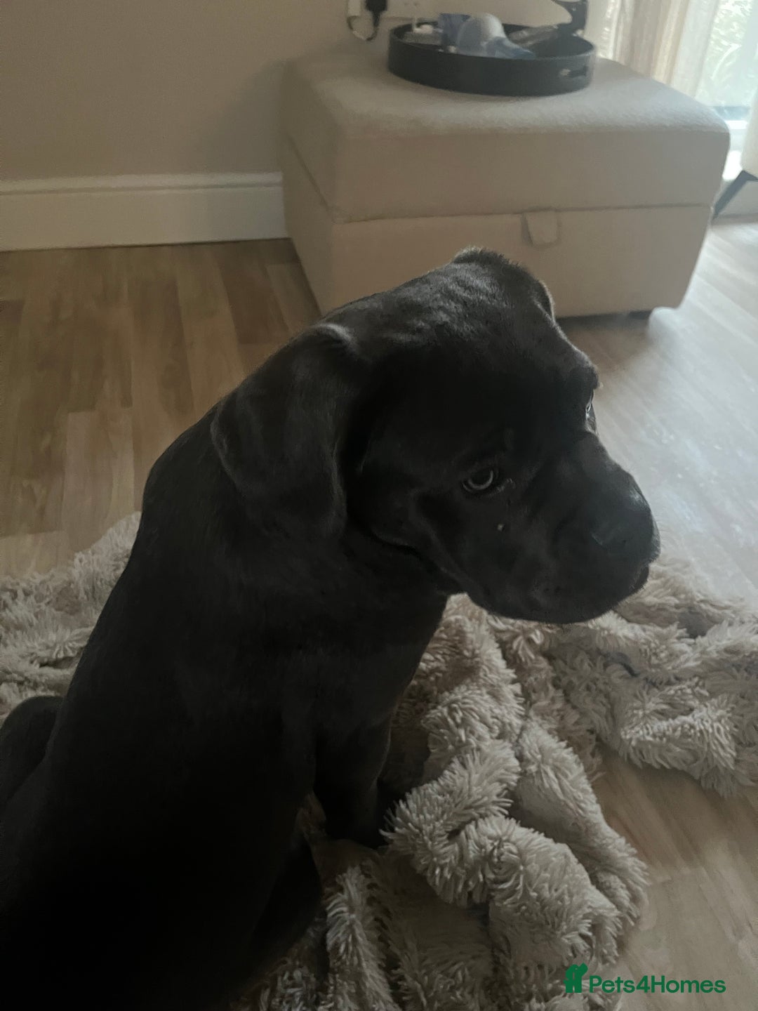 Cane Corso dogs for sale: Beautiful girl available  - Advert 1