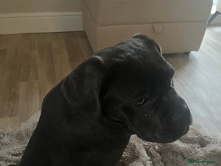 Cane Corso dogs Beautiful girl available - Advert 1