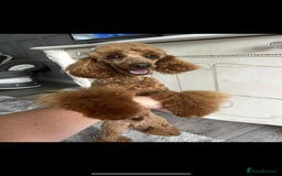 Cavapoo dogs for sale: 4 F1 Cavapoo puppies  - Image 18