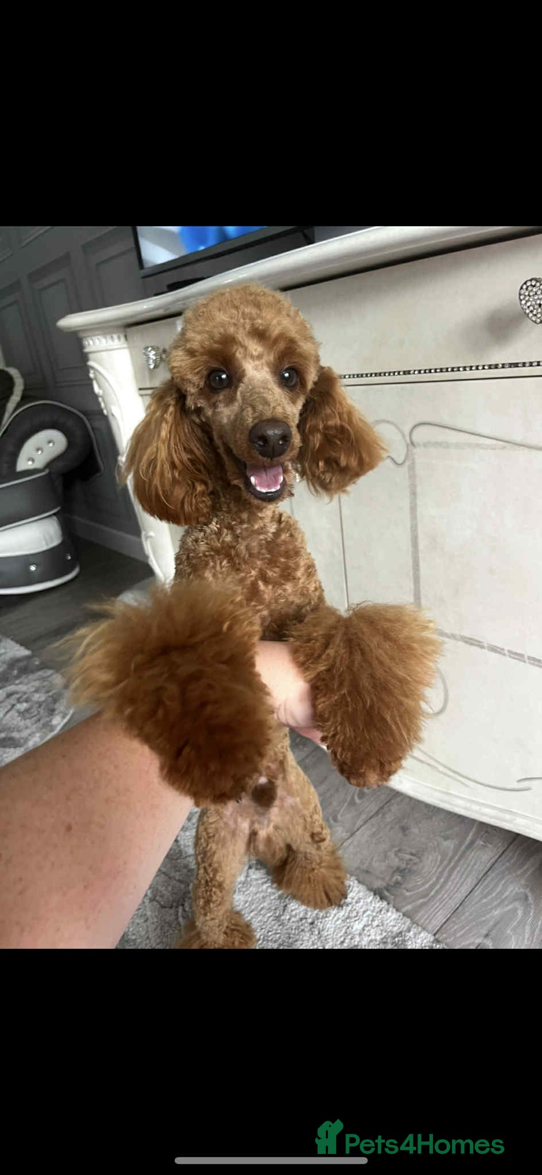 Cavapoo dogs for sale: 4 F1 Cavapoo puppies  - Image 18