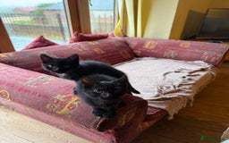 Mixed Breed cats for sale: 2 female British short hair cross  - Advert 3