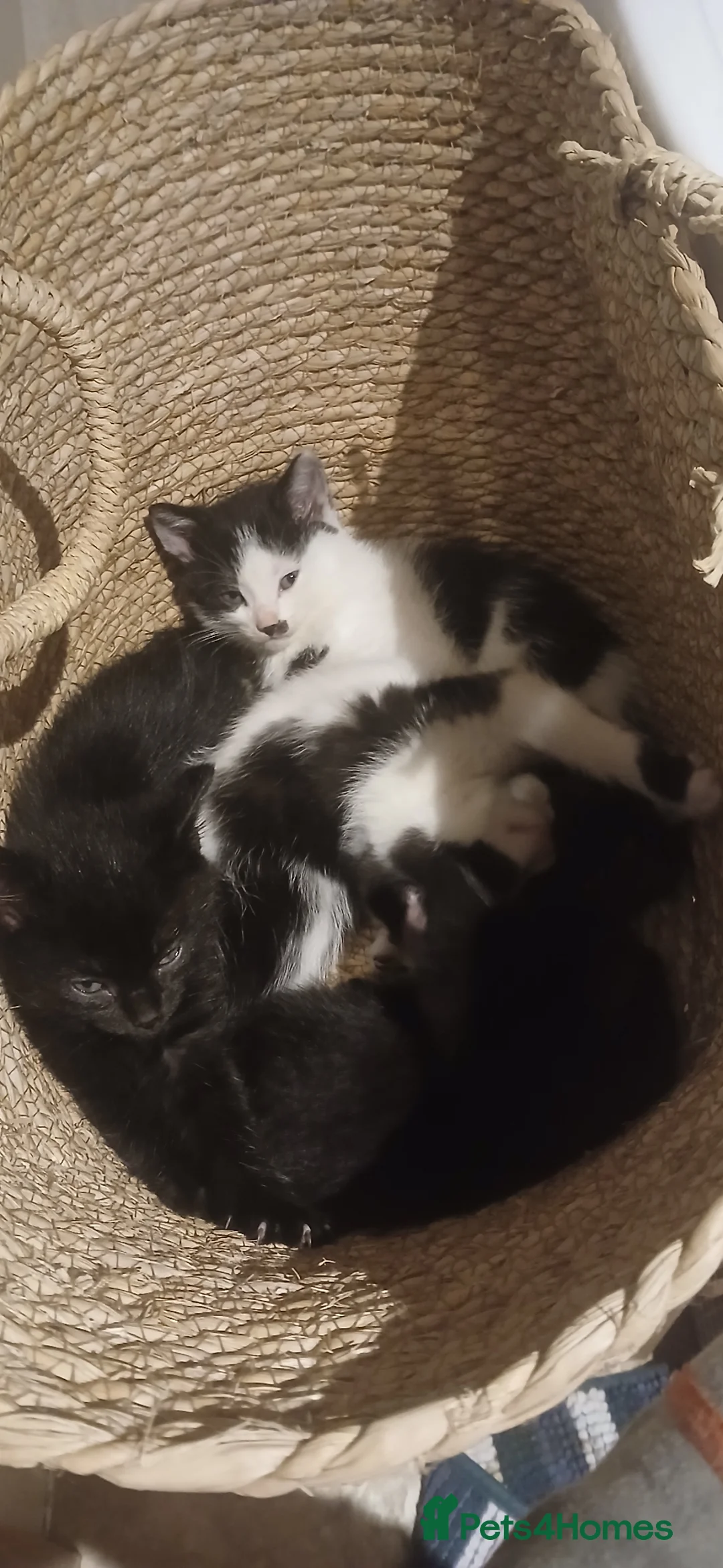 Mixed Breed cats for sale: Fluffy kittens - Advert 7