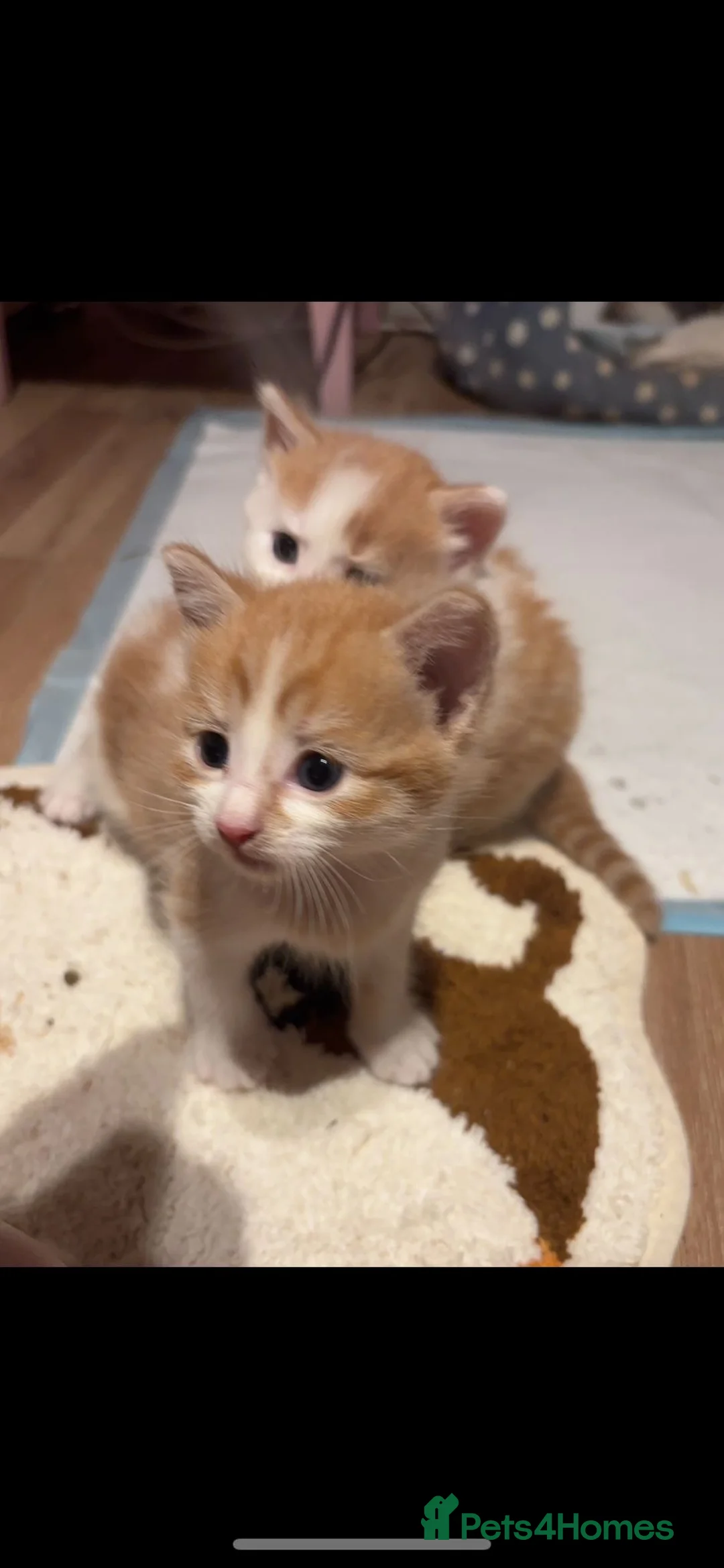Domestic Shorthair cats for sale: UPDATE 2nd February 1 ginger and white boy left - Advert 1