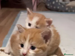 Domestic Shorthair cats UPDATE 2nd February 1 ginger and white boy left - Advert 13