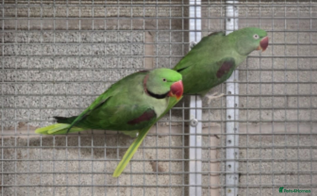 Ringnecks birds for sale: Alexanderine breeding pair  - Advert 2