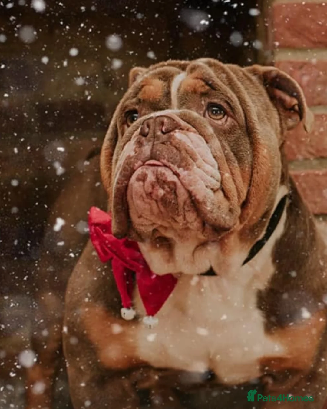 English Bulldog dogs for stud: BURT LILAC TRI STUD KC REGISTERED HEALTH TESTED in Wisbech - Advert 10