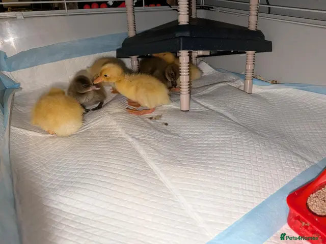 Ducks poultry for sale: Ducklings for sale need homes ASAP - Advert 2