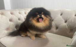 Pomeranian dogs for sale: Unique, extremely rare Pomeranian puppies ✨ - Image 16