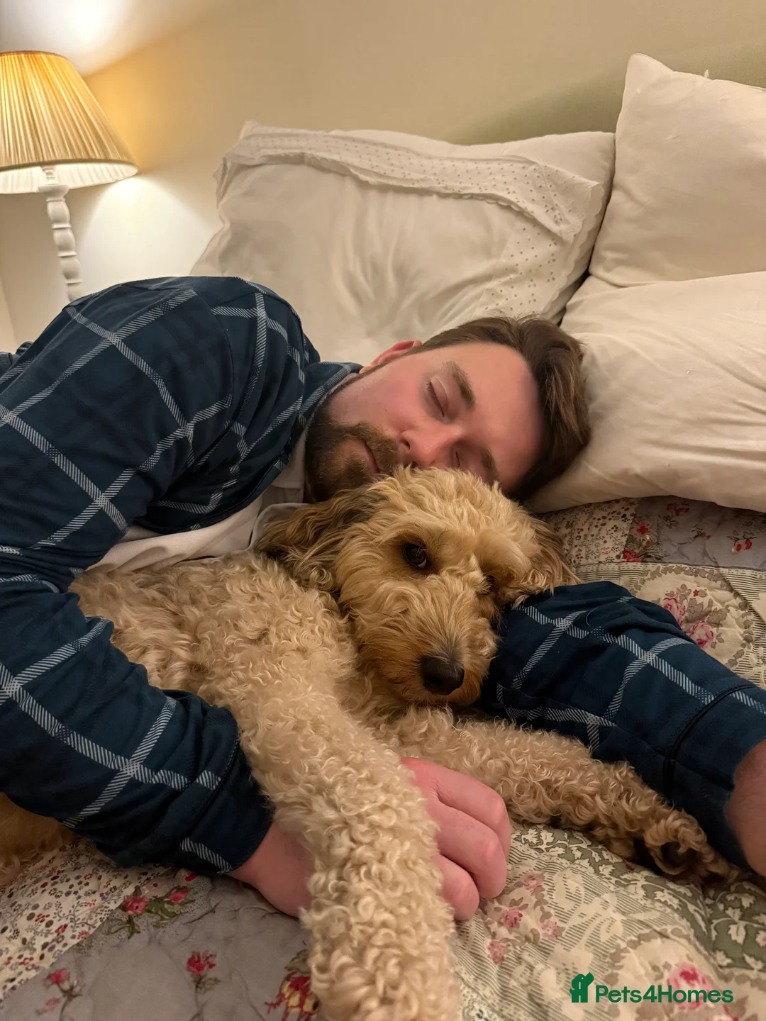 Mixed Breed dogs for sale: Tibetan Terrier Cross Puppies  - Advert 7