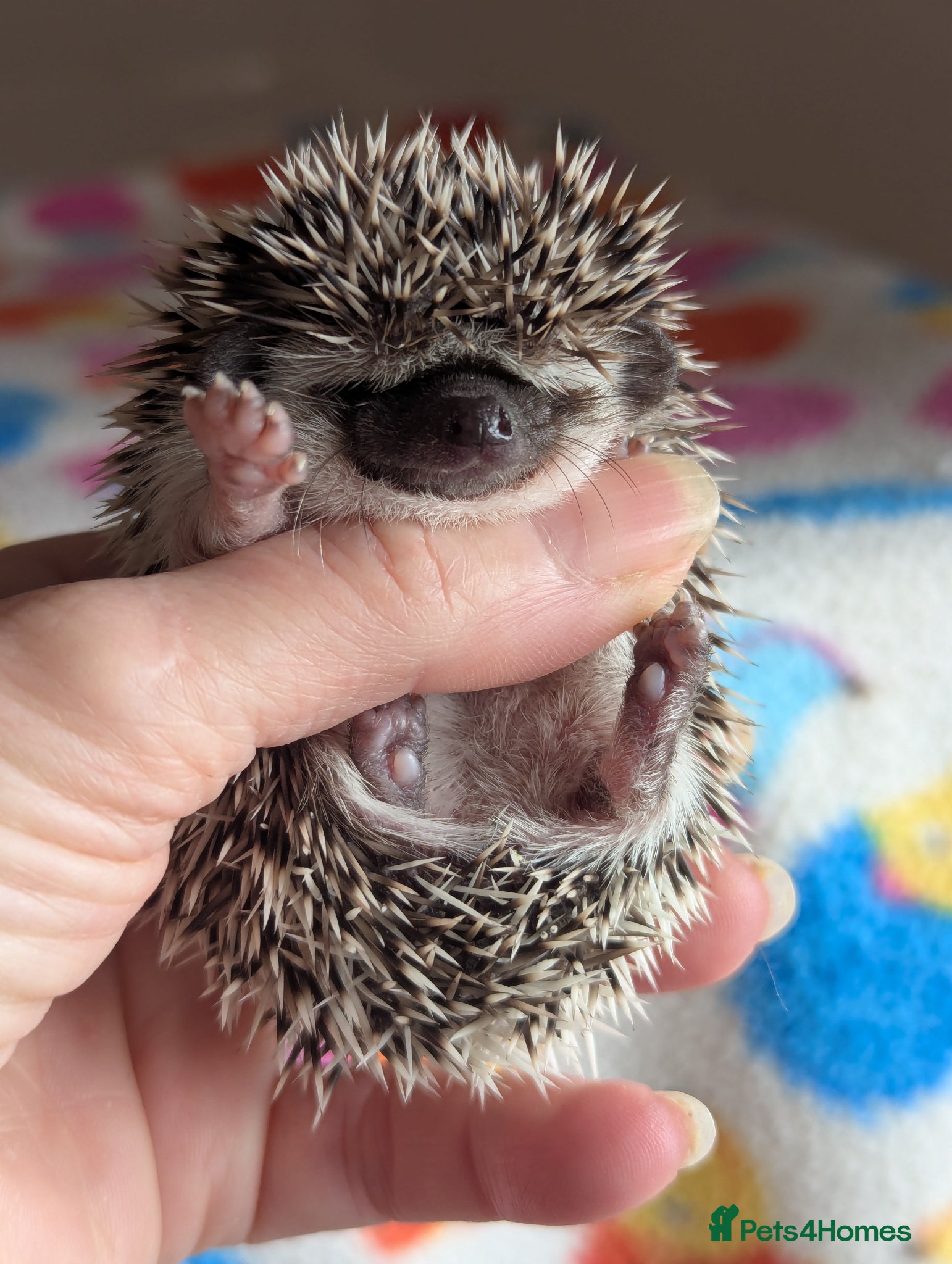 Pygmy Hedgehog rodents Stunning Hoglets Available/ Some Reduced!! - Advert 1