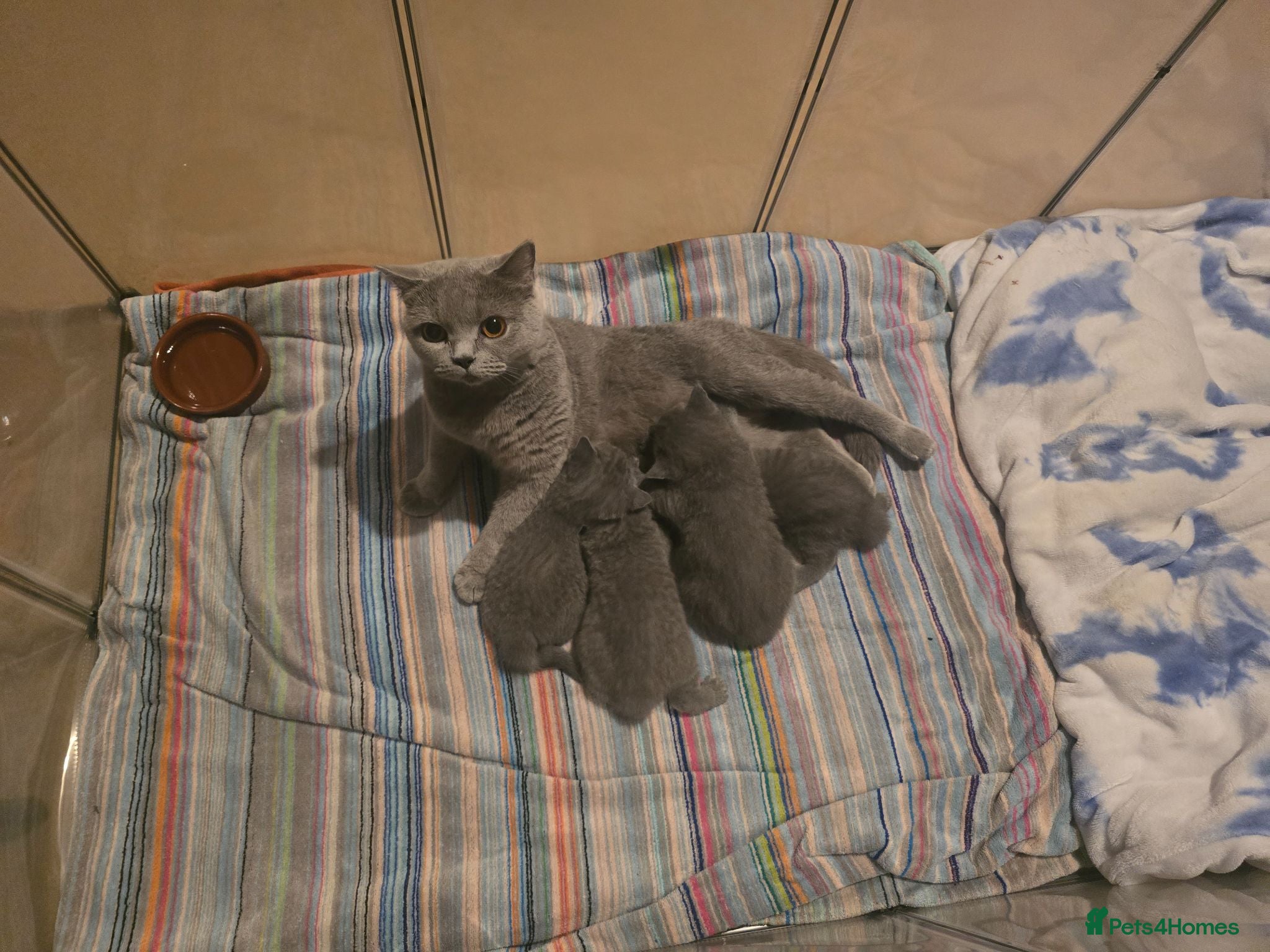 British Shorthair cats Beautiful British Short Hair kittens - Advert 6