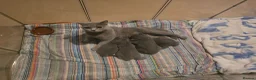 British Shorthair cats for sale: Beautiful British Short Hair kittens in West Calder - Advert 1