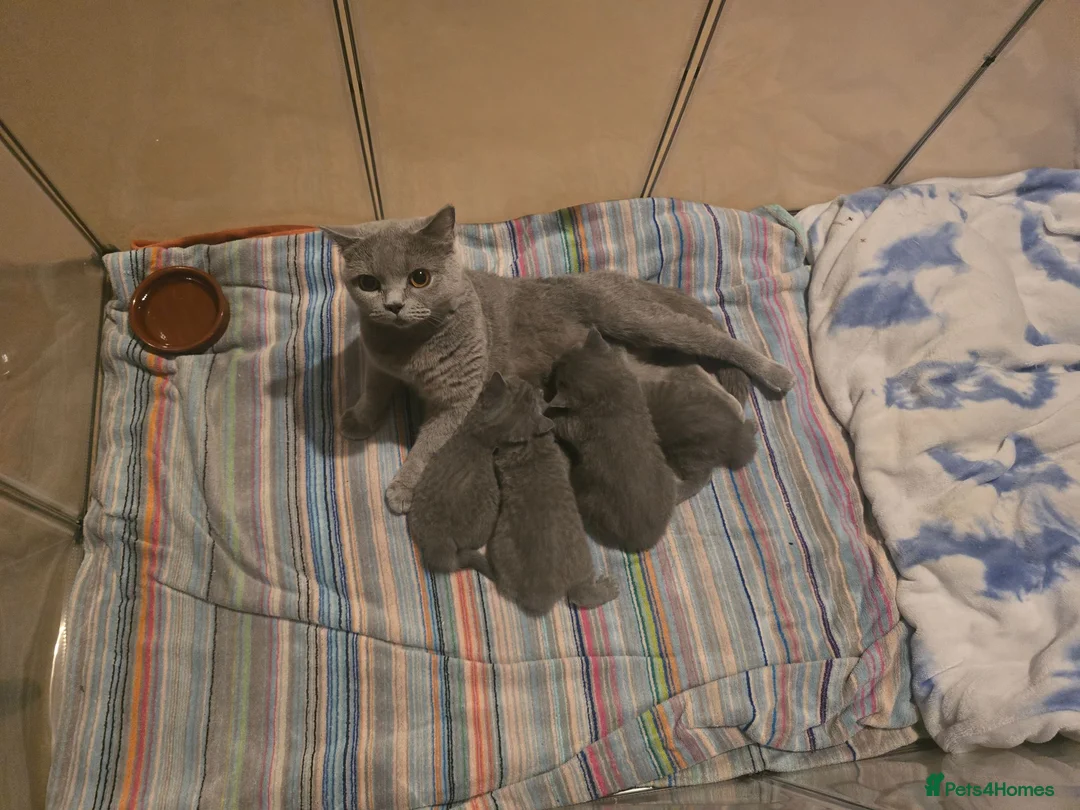 British Shorthair cats for sale: Beautiful British Short Hair kittens in West Calder - Advert 1