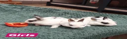 Rex rabbits for sale: Mini Rex Rabbits  - Advert 12