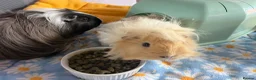 Guinea Pig rodents for sale: 3 bonded female guinea pigs - Advert 5