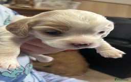 Cockalier dogs for sale: Cocker spaniel x Cavalier King Charles ( Cockalier - Advert 3