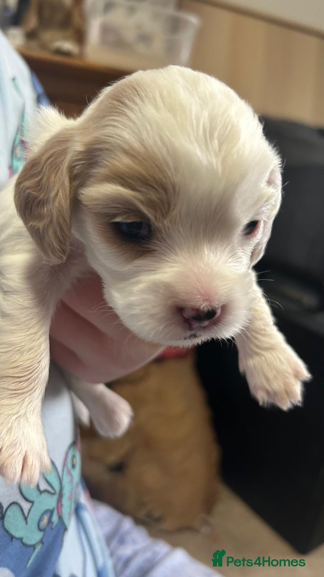 Cockalier dogs for sale: Cocker spaniel x Cavalier King Charles ( Cockalier - Advert 3