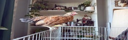 Chickens poultry for sale: Cream Legbar and Legbar x cockerels  - Advert 2