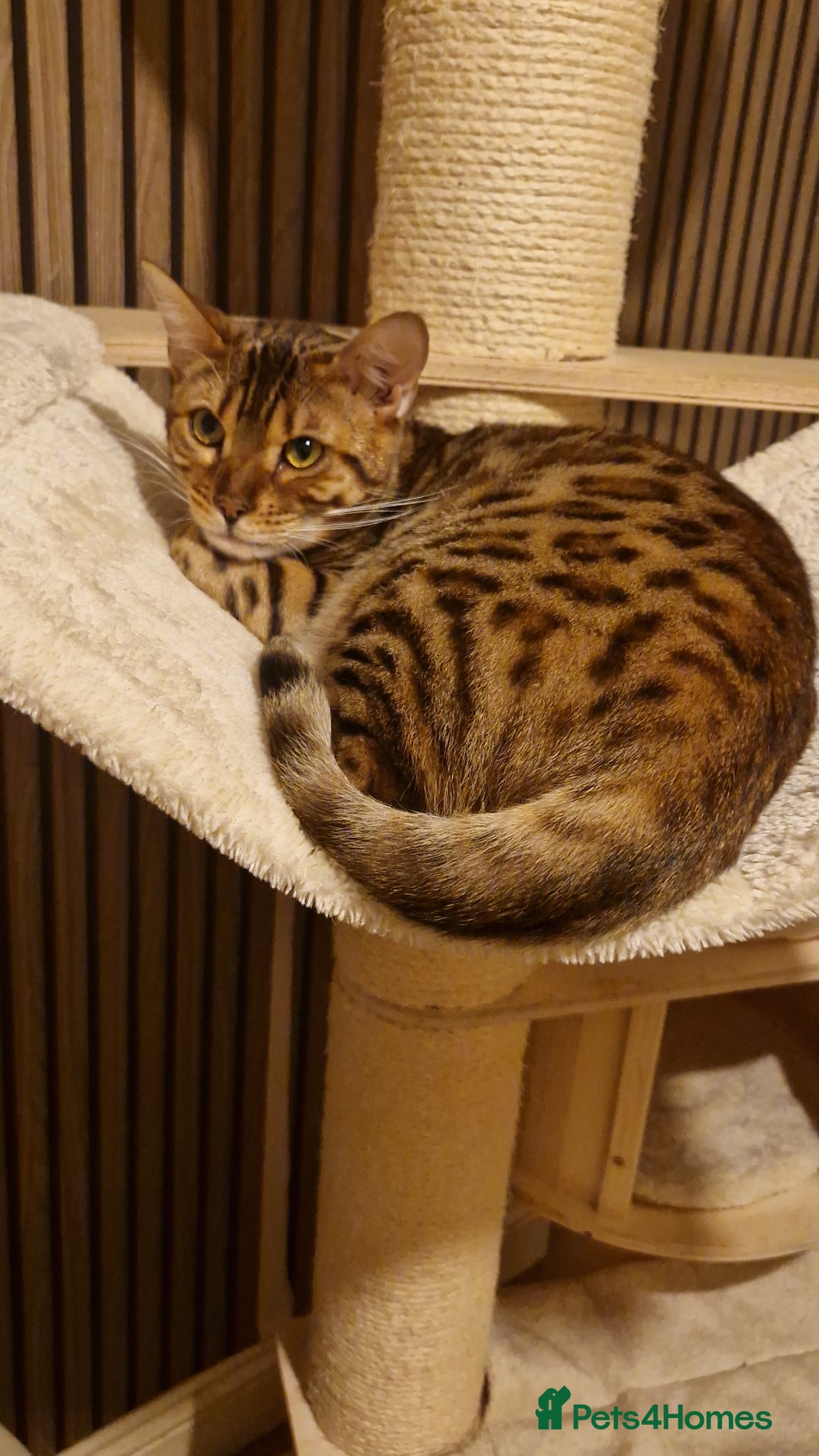 Bengal cats for sale: Pure Bengal Boy❤️ - Advert 4