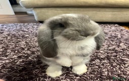 French Lop rabbits for sale: Giant French lop - Image 19