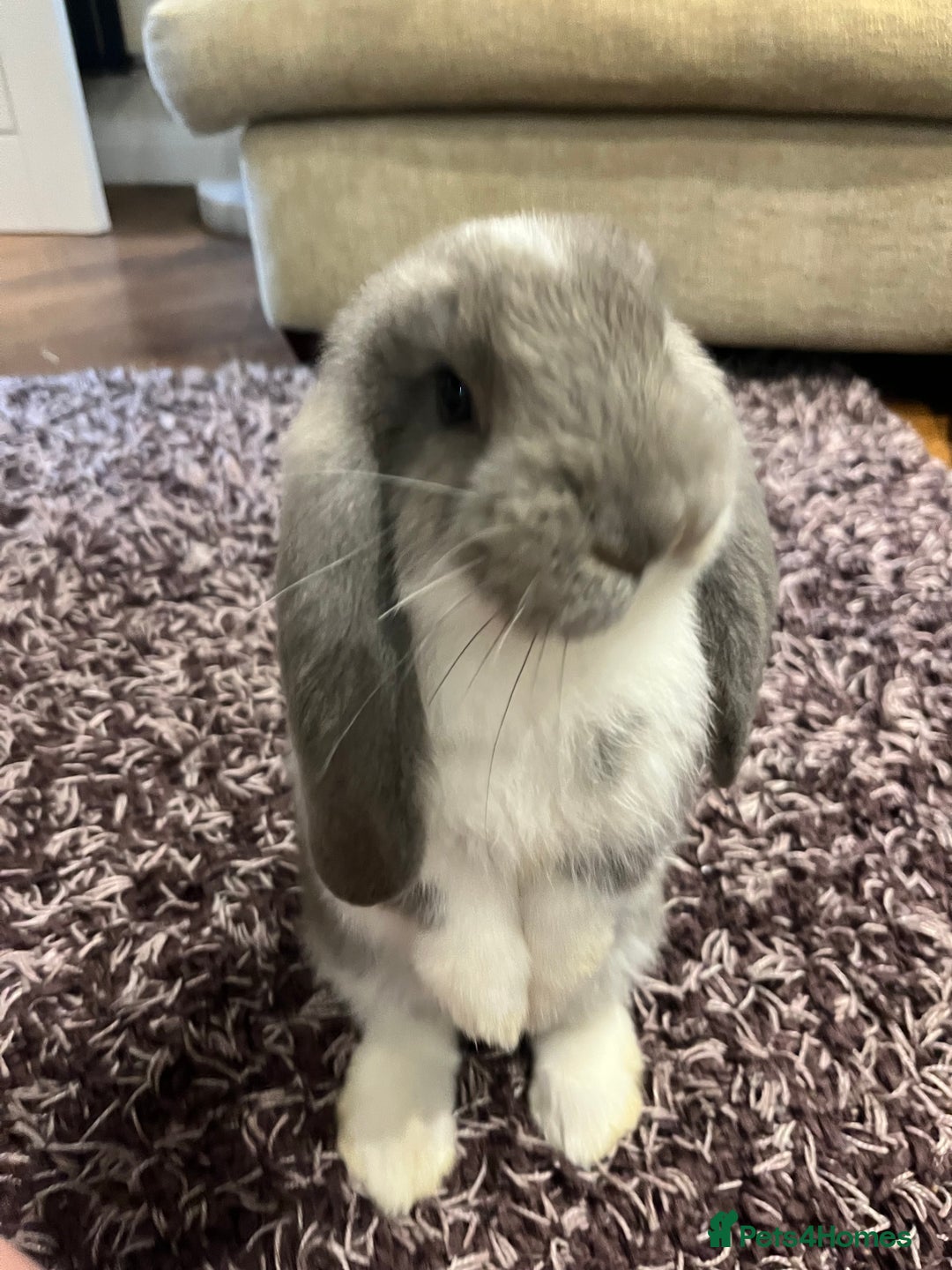 French Lop rabbits for sale: Giant French lop - Image 19