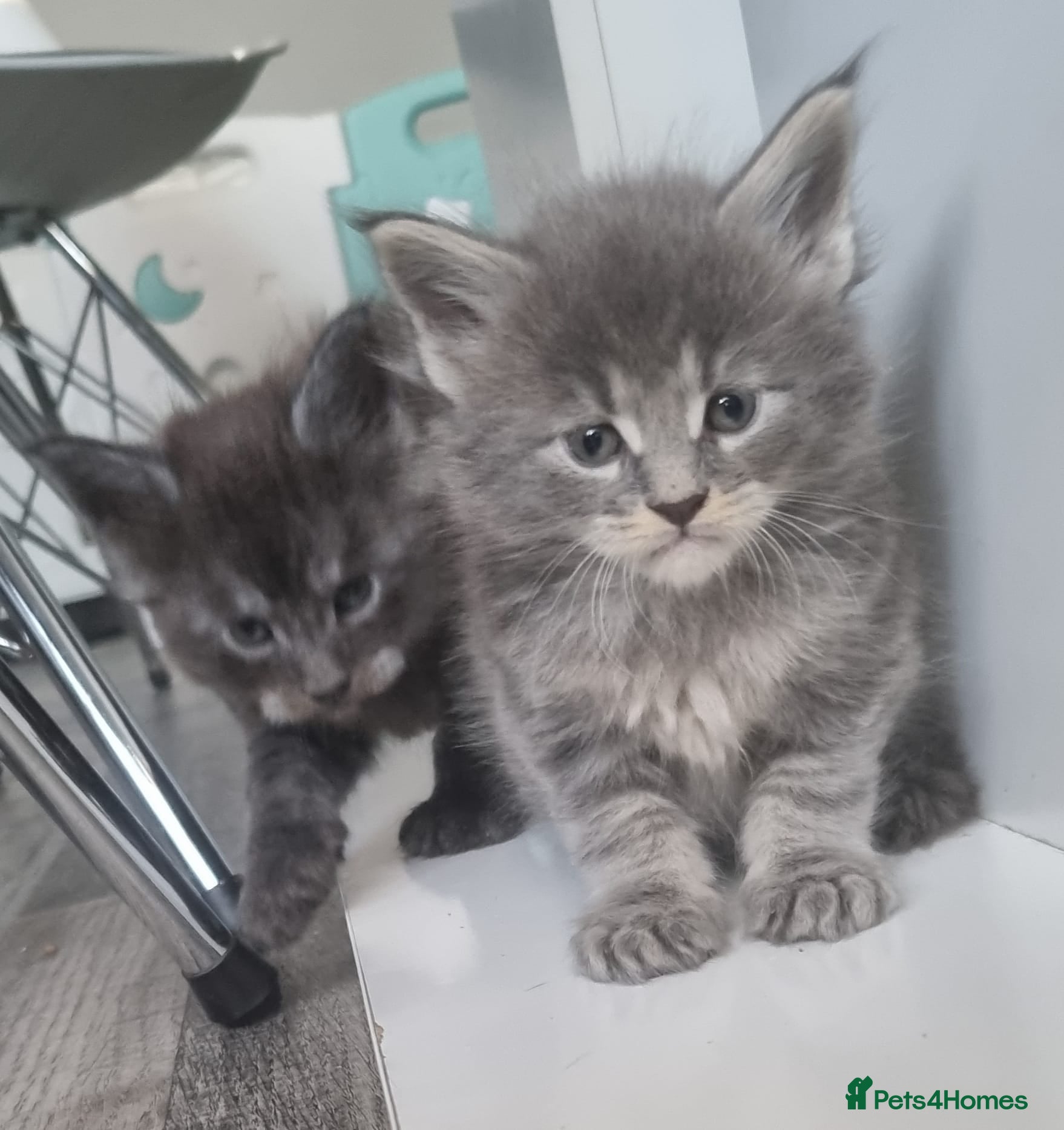 Maine Coon cats GCCF Regestered Maine Coon Kittens - Advert 9