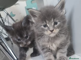 Maine Coon cats GCCF Regestered Maine Coon Kittens - Advert 4