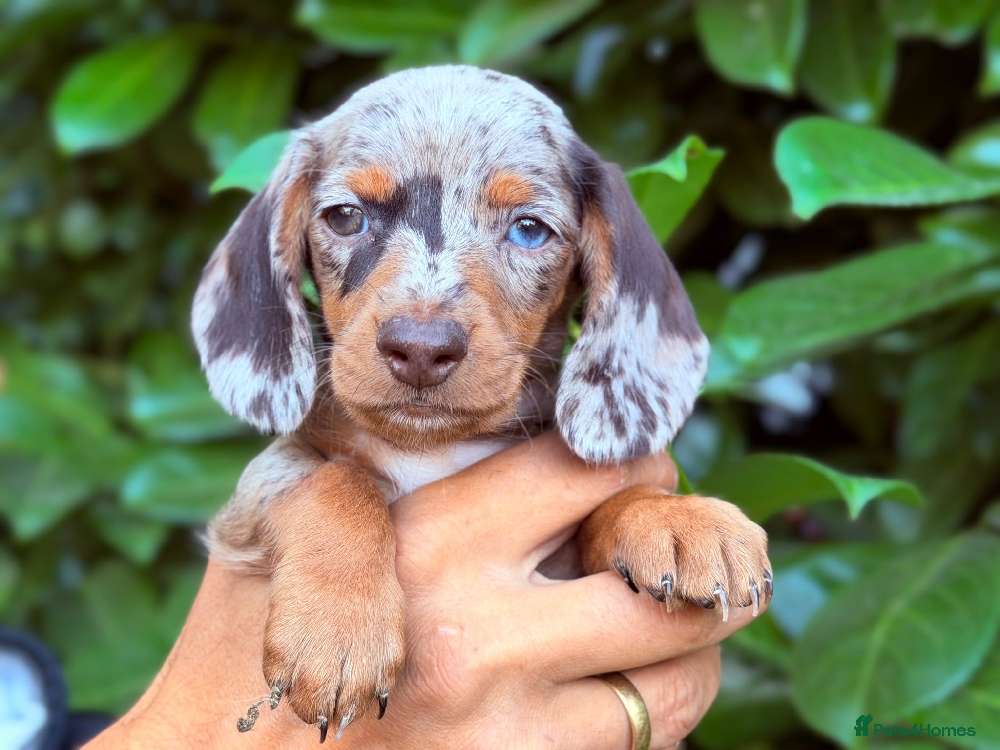 Miniature Dachshund dogs 🌸Chocolate Dapple-Available 🌸 - Advert 2