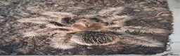 Tarantulas invertebrates for sale: Tarantulas free to good homes in Bournemouth - Advert 2