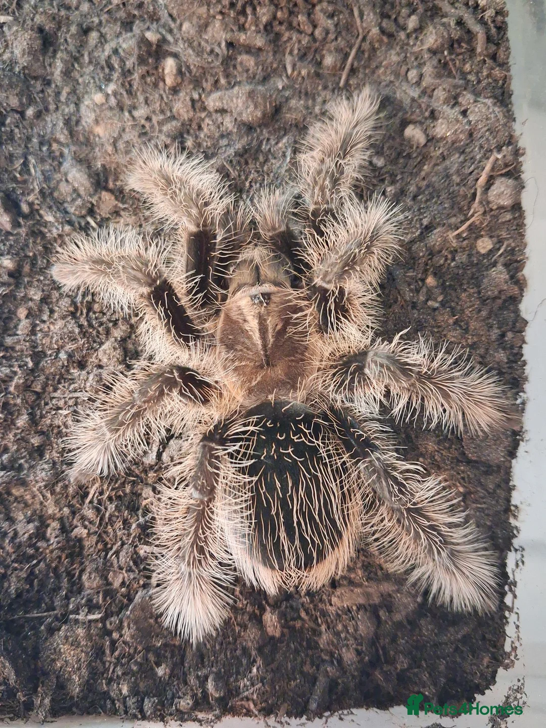 Tarantulas invertebrates for sale: Tarantulas free to good homes in Bournemouth - Advert 2